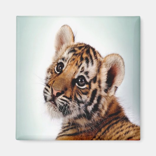 Tiger Magnet (Vorne)