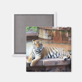 Tiger Magnet (Vorderseite/Rückseite)