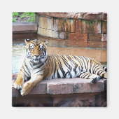 Tiger Magnet (Vorne)