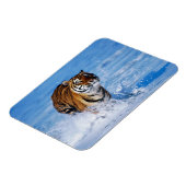 Tiger Magnet (Linke Seite)