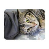 Tiger Magnet (Horizontal)