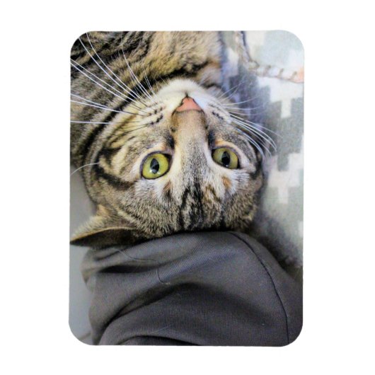 Tiger Magnet (Vertikal)