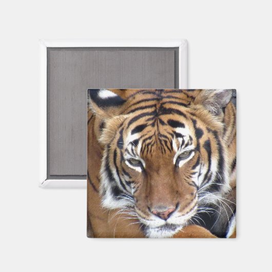 Tiger - Magnet (Vorderseite/Rückseite)