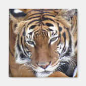 Tiger - Magnet (Vorne)