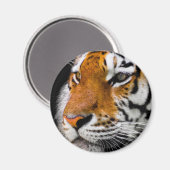 Tiger Magnet (Vorderseite/Rückseite)