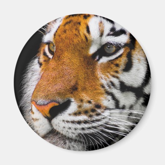 Tiger Magnet (Vorne)