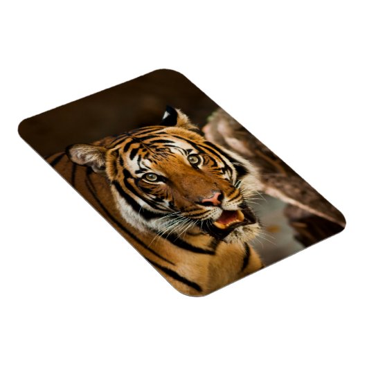Tiger Magnet (Rechte Seite)