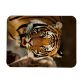 Tiger Magnet (Horizontal)