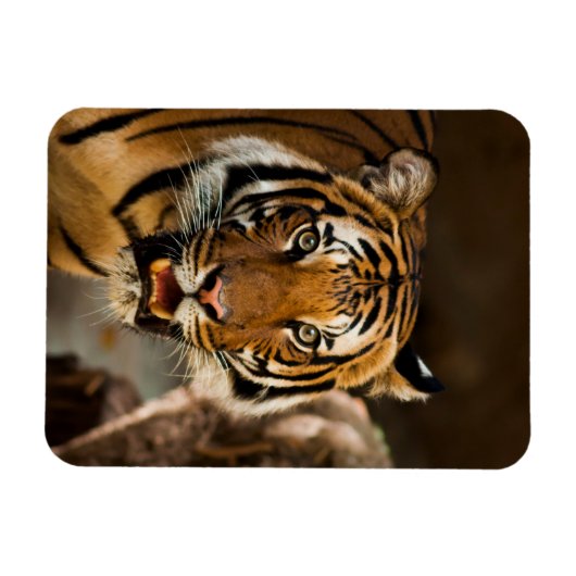 Tiger Magnet (Horizontal)