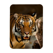 Tiger Magnet (Vertikal)