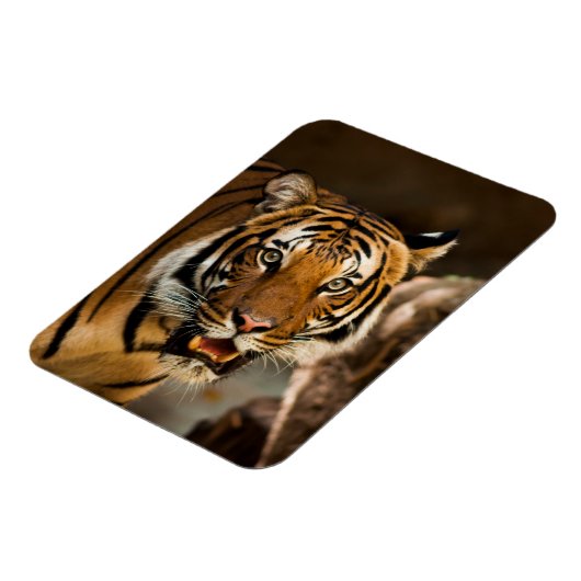 Tiger Magnet (Linke Seite)