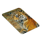 Tiger Magnet (Rechte Seite)