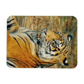 Tiger Magnet (Horizontal)