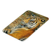 Tiger Magnet (Linke Seite)