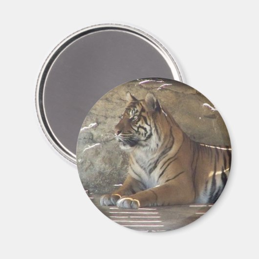 Tiger Magnet (Vorderseite/Rückseite)