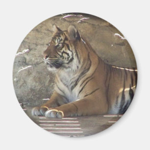 Tiger Magnet