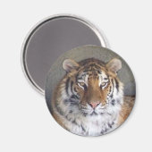 Tiger Magnet (Vorderseite/Rückseite)