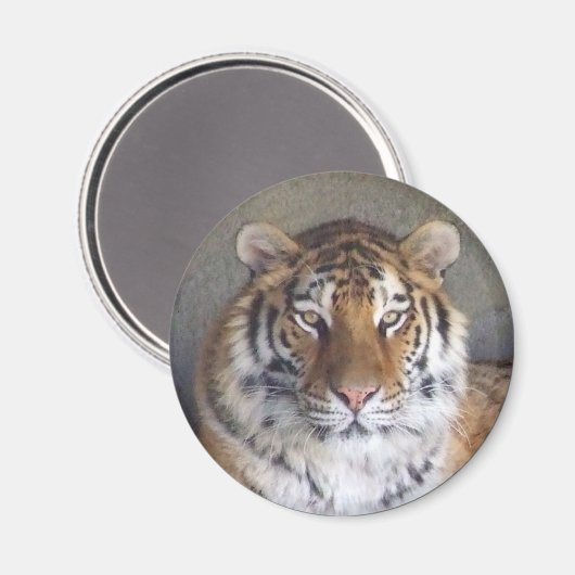Tiger Magnet (Vorderseite/Rückseite)