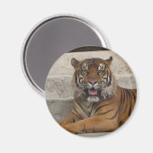 Tiger Magnet (Vorderseite/Rückseite)