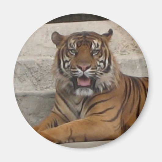 Tiger Magnet (Vorne)