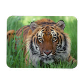 Tiger Magnet (Horizontal)