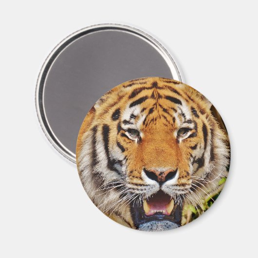 Tiger Magnet (Vorderseite/Rückseite)