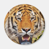 Tiger Magnet (Vorne)