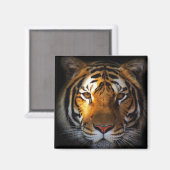 Tiger Magnet (Vorderseite/Rückseite)