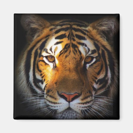 Tiger Magnet (Vorne)