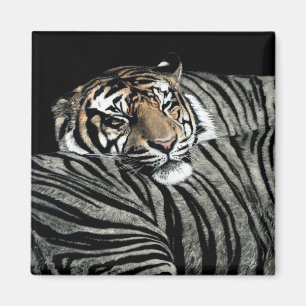 Tiger Magnet #1 - "Schlafmuster"
