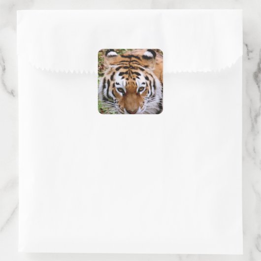 Tiger Markierungen Aufkleber (Tasche)