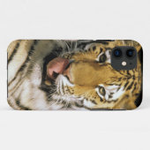 Tiger Michigan Zoo Case-Mate iPhone Hülle (Rückseite (Horizontal))