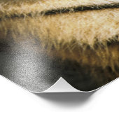 Tiger Michigan Zoo Fotodruck (Ecke)