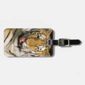 Tiger Michigan Zoo Gepäckanhänger (Vorderseite horizontal)