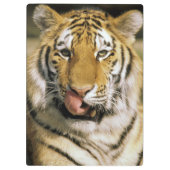 Tiger Michigan Zoo Klemmbrett (Rückseite)
