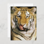 Tiger Michigan Zoo Postkarte (Vorne/Hinten)