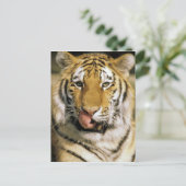 Tiger Michigan Zoo Postkarte (Stehend Vorderseite)