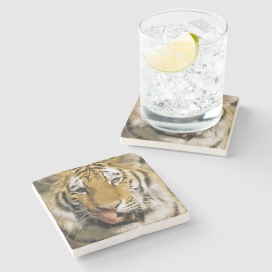 Tiger Michigan Zoo Steinuntersetzer (Seitenansicht)