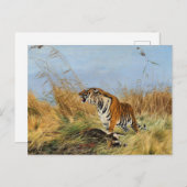 Tiger mit ermordetem Waterbuck von Richard Friese Postkarte (Vorne/Hinten)