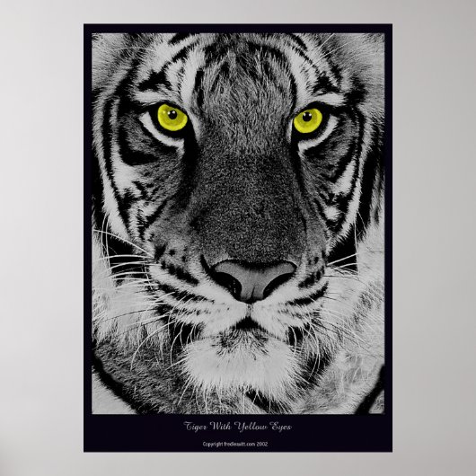 Tiger mit gelben Augen Poster (Vorne)