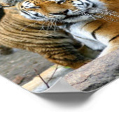 Tiger mit Kugel Poster (Ecke)