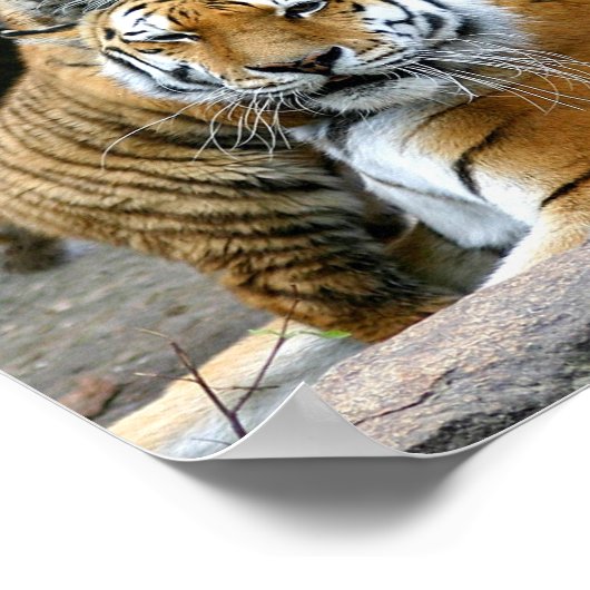 Tiger mit Kugel Poster (Ecke)