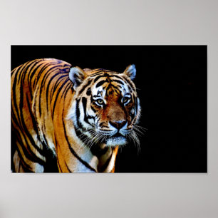 Tiger mit schwarzem Hintergrund Poster