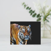 Tiger mit schwarzem Hintergrund Postkarte (Stehend Vorderseite)