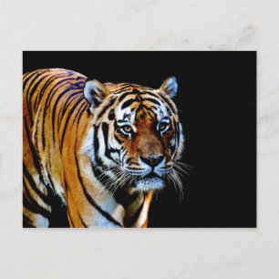 Tiger mit schwarzem Hintergrund Postkarte
