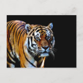 Tiger mit schwarzem Hintergrund Postkarte (Vorderseite)