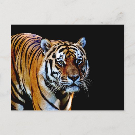 Tiger mit schwarzem Hintergrund Postkarte (Vorderseite)
