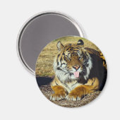 Tiger mit "tude Magnet (Vorderseite/Rückseite)