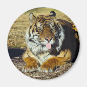 Tiger mit "tude Magnet (Vorne)