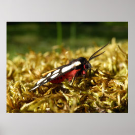 Tiger-Moth-Plakat Poster